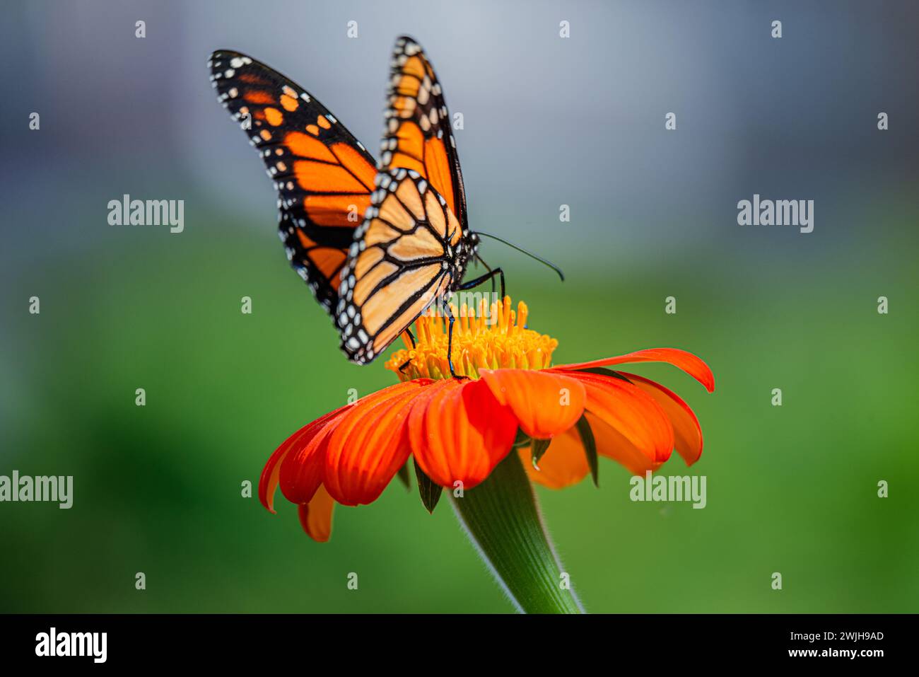 Der Monarchfalter oder einfach Monarch ist ein Milkweed-Schmetterling aus der Familie Nymphalidae. Stockfoto