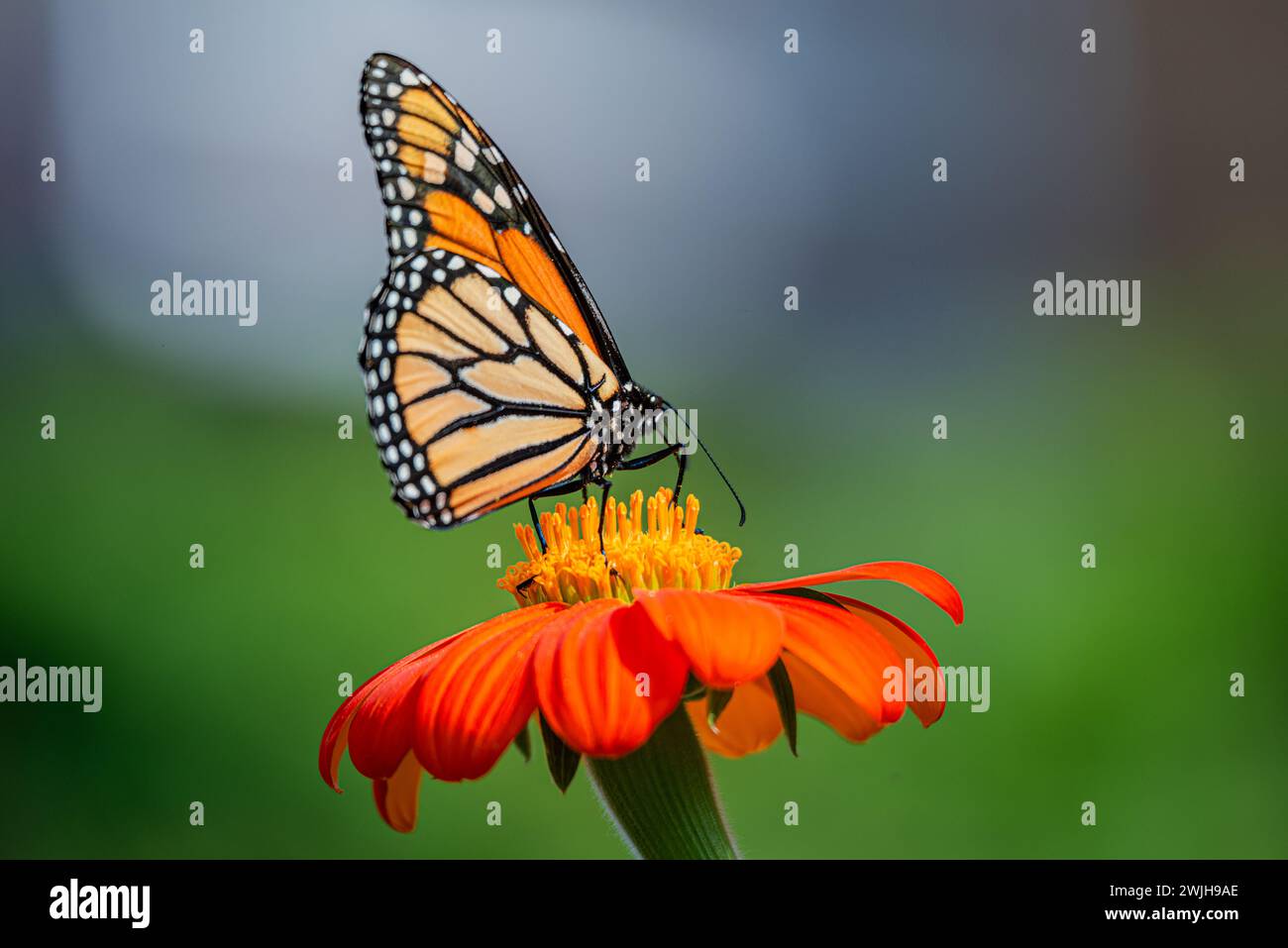 Der Monarchfalter oder einfach Monarch ist ein Milkweed-Schmetterling aus der Familie Nymphalidae. Stockfoto