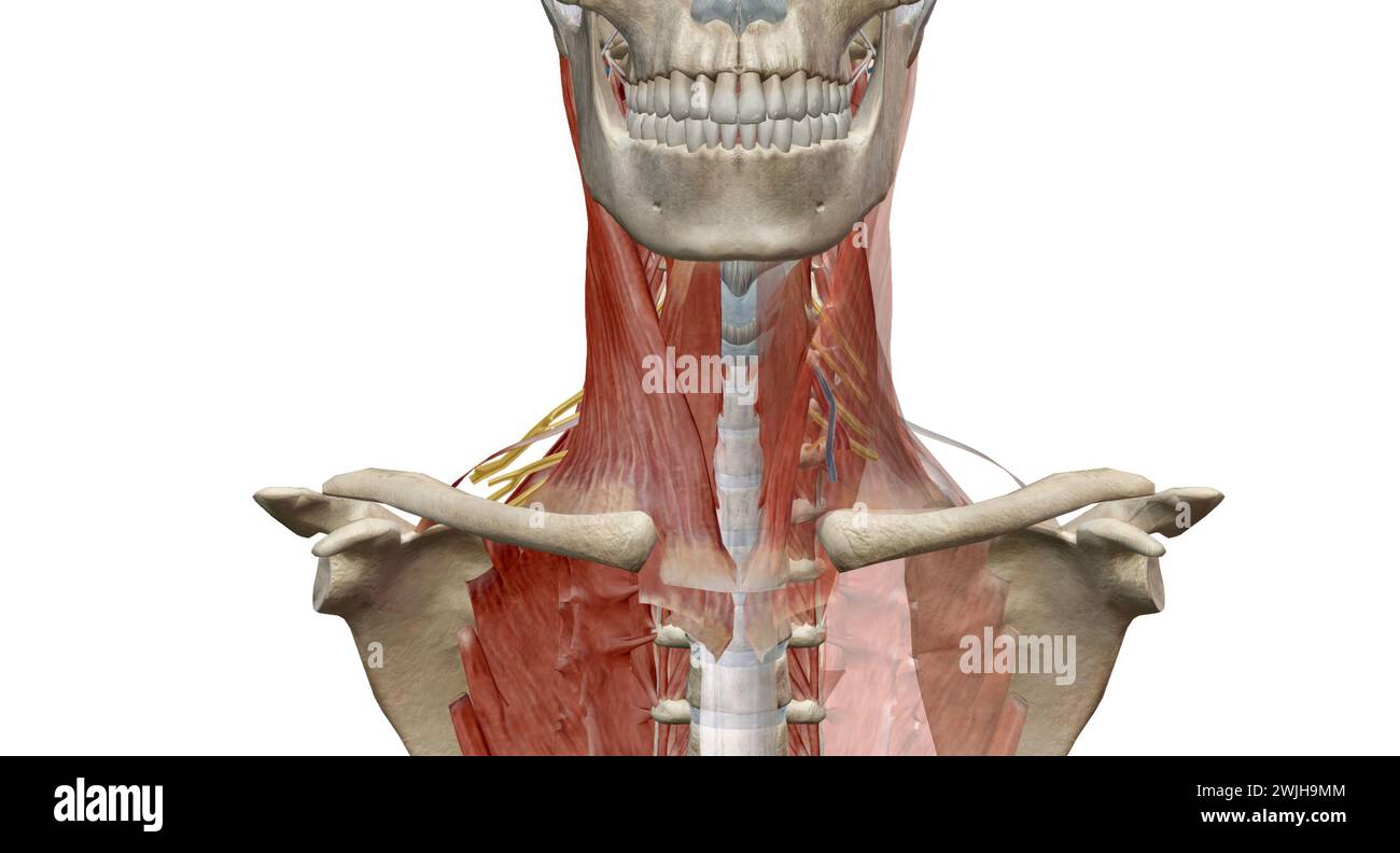 Die Halswirbelsäule (Halsbereich) besteht aus sieben Knochen (C1-C7 Wirbel), die durch Bandscheiben voneinander getrennt sind. 3D-Rendering Stockfoto