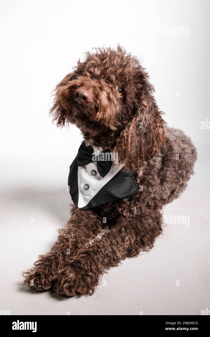 Der braune Hund in einem formellen Smoking trägt elegant eine stilvolle Schleife Stockfoto