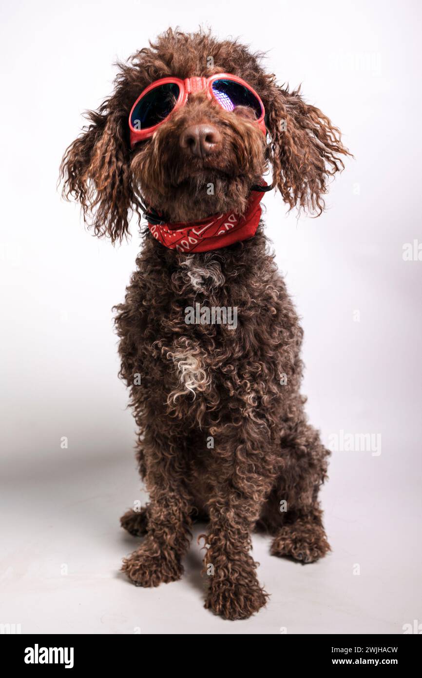 Ein modischer brauner Hund, der eine stilvolle rote Sonnenbrille trägt Stockfoto