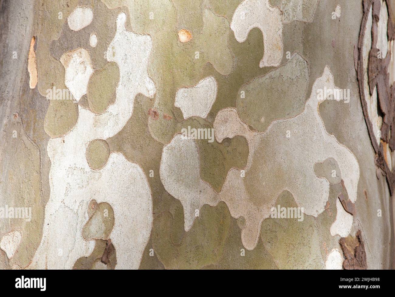 Rindenablösung in unregelmäßig schuppigen Platten von platanus x hispanica. Selektiver Fokus Stockfoto