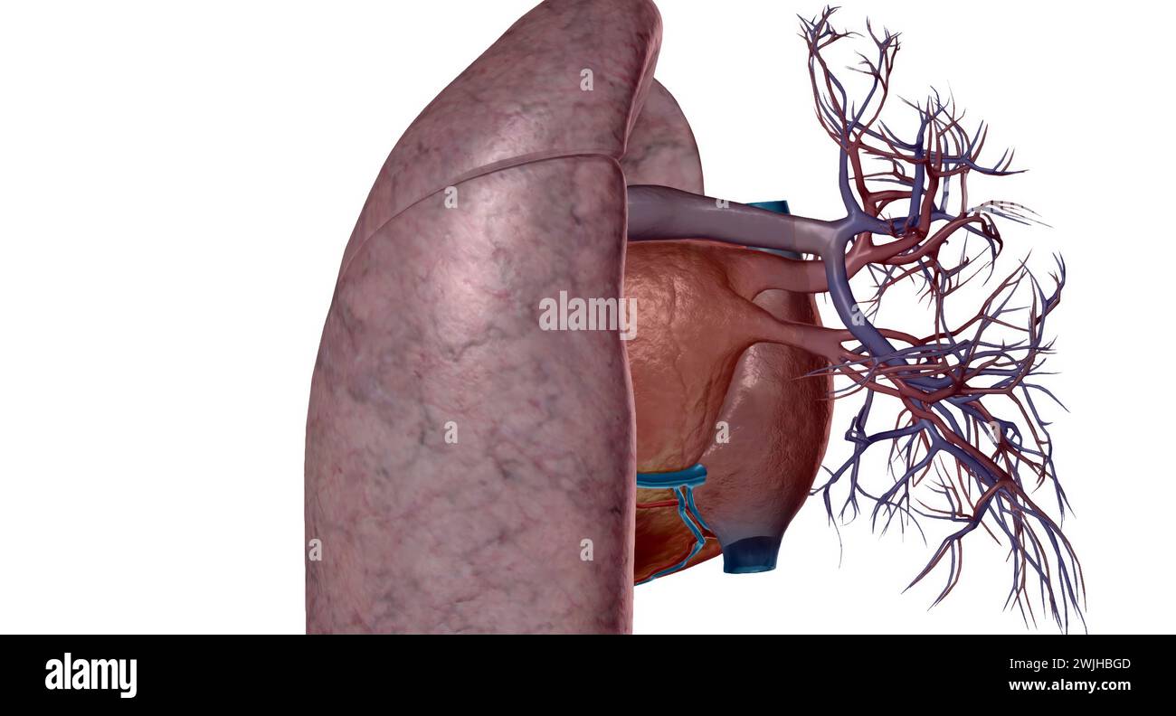 Pulmonalarterien sind Blutgefäße, die Blut vom Herzen in die Lunge mit 3D-Rendering transportieren Stockfoto