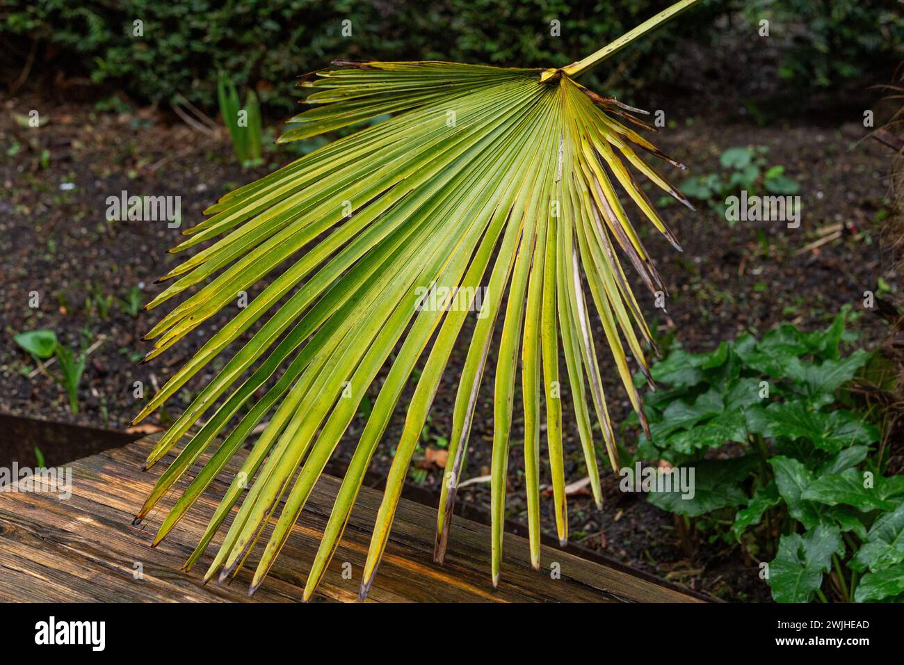 Ein aufgefächertes Blatt von Trachycarpus Fortunei (Windmühlenpalme/chinesische Windmühlenanlage). Stockfoto