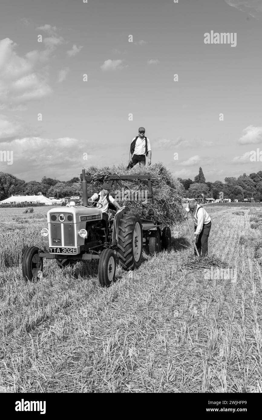 Drayton.Somerset.United Kingdom.19. August 2023.Entusiasts laden Strohbündel auf einen Anhänger, der von einem David Brown Selectamatic 990 gezogen wird Stockfoto