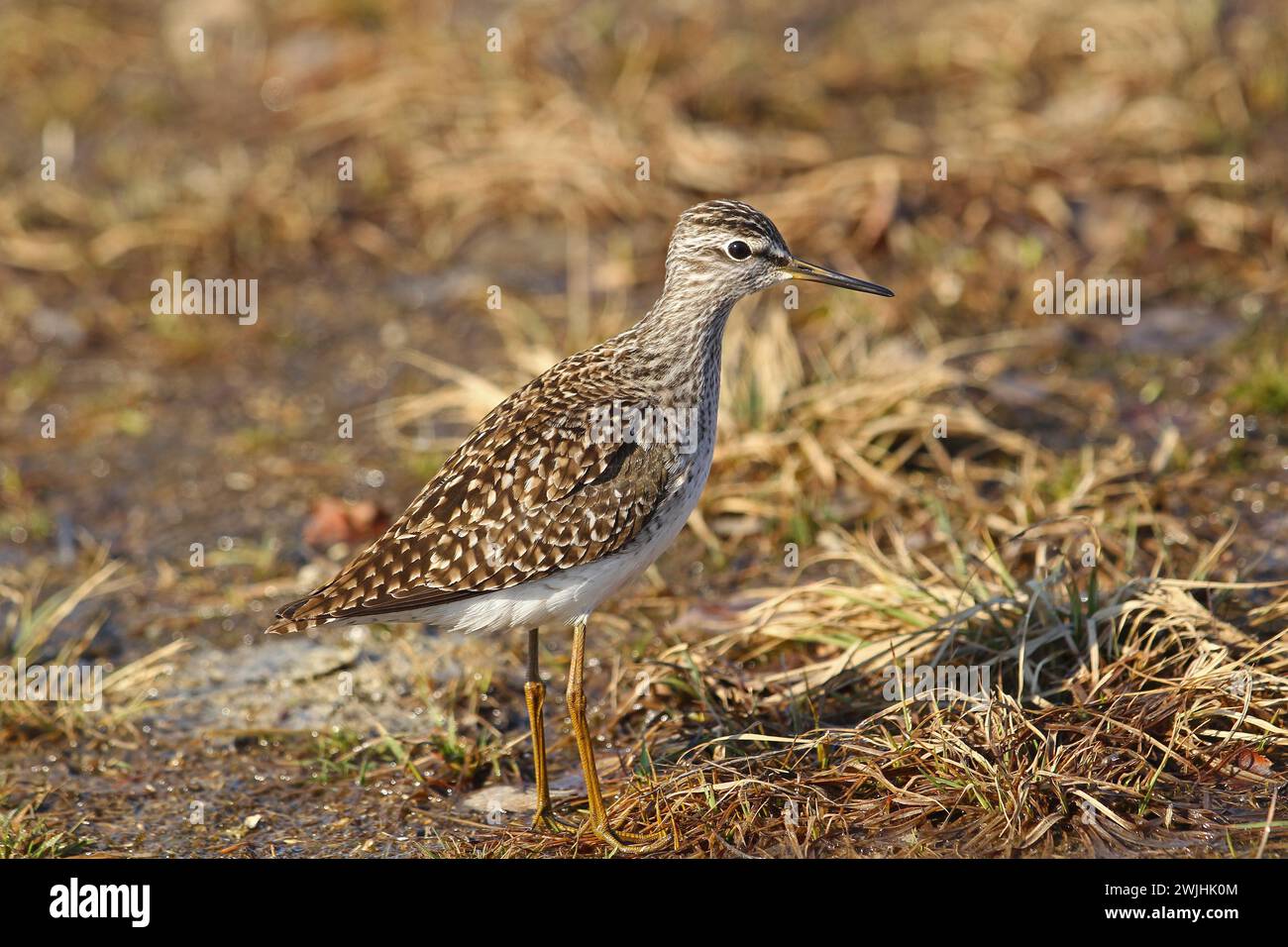 Holzsandpiper (Tringa glareola) Mittelschweden, Schweden, Skandinavien Stockfoto