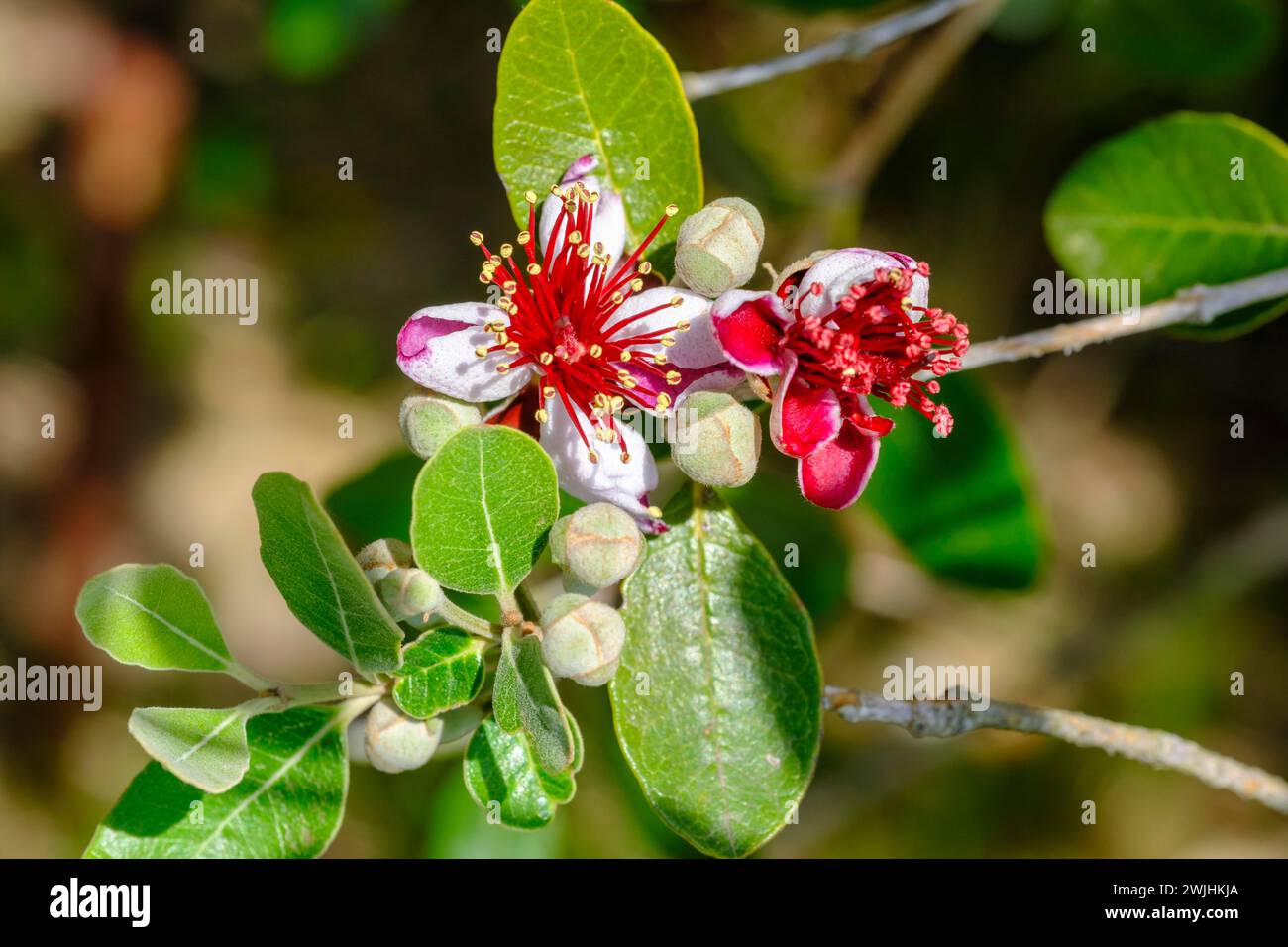 Brasilianische Guave (Acca sellowiana), Feijoa- oder Ananasguave, Blume, Ligurien, Italien Stockfoto
