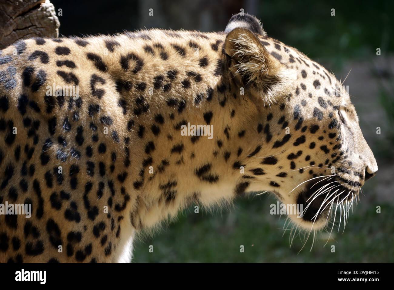 Leopard (Panthera pardus), auch Panther oder Panter Stockfoto