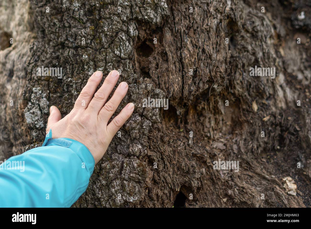 Frauenhand in blauem Mantel streichelt einen trockenen Baum Stockfoto