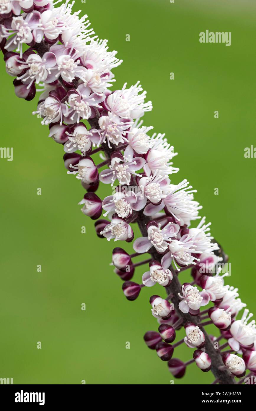 Silberkerze (Actaea simplex „Chocoholic“) Stockfoto