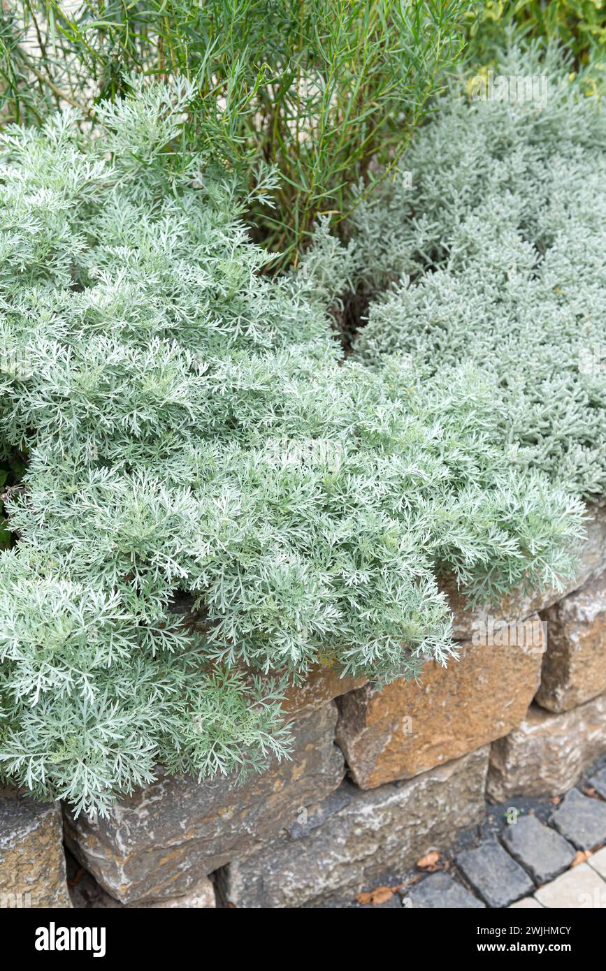 Silberner Wermut (Artemisia „Powis Castle“) Stockfoto