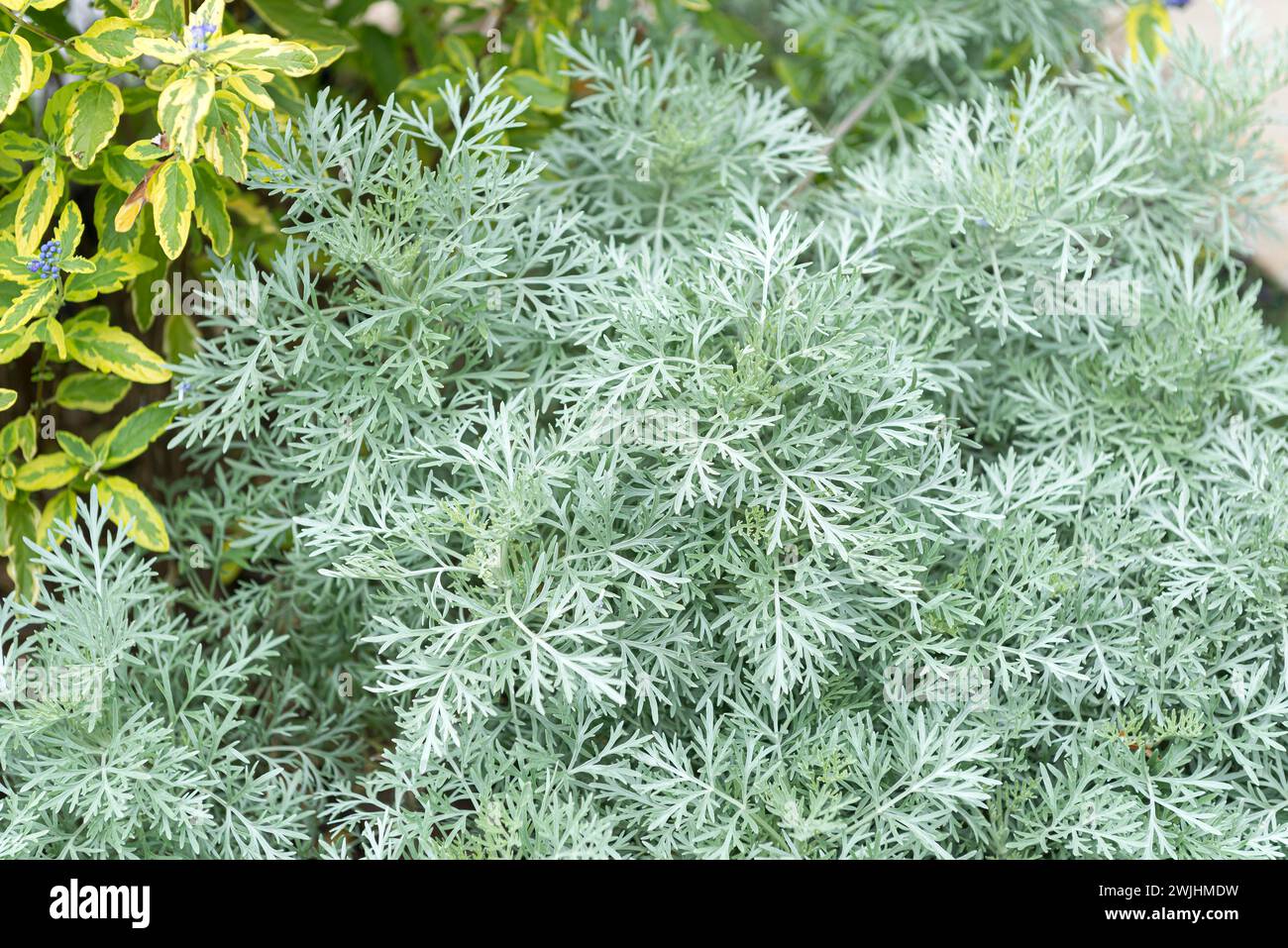 Silberner Wermut (Artemisia „Powis Castle“) Stockfoto