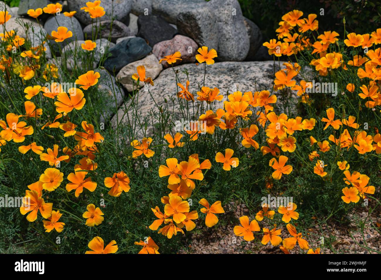 California Mohnblumen, eine harte, dürrebeständige Blume mit gelb-orangen Blüten, die in einem landschaftlich gestalteten Steingarten wächst. Stockfoto