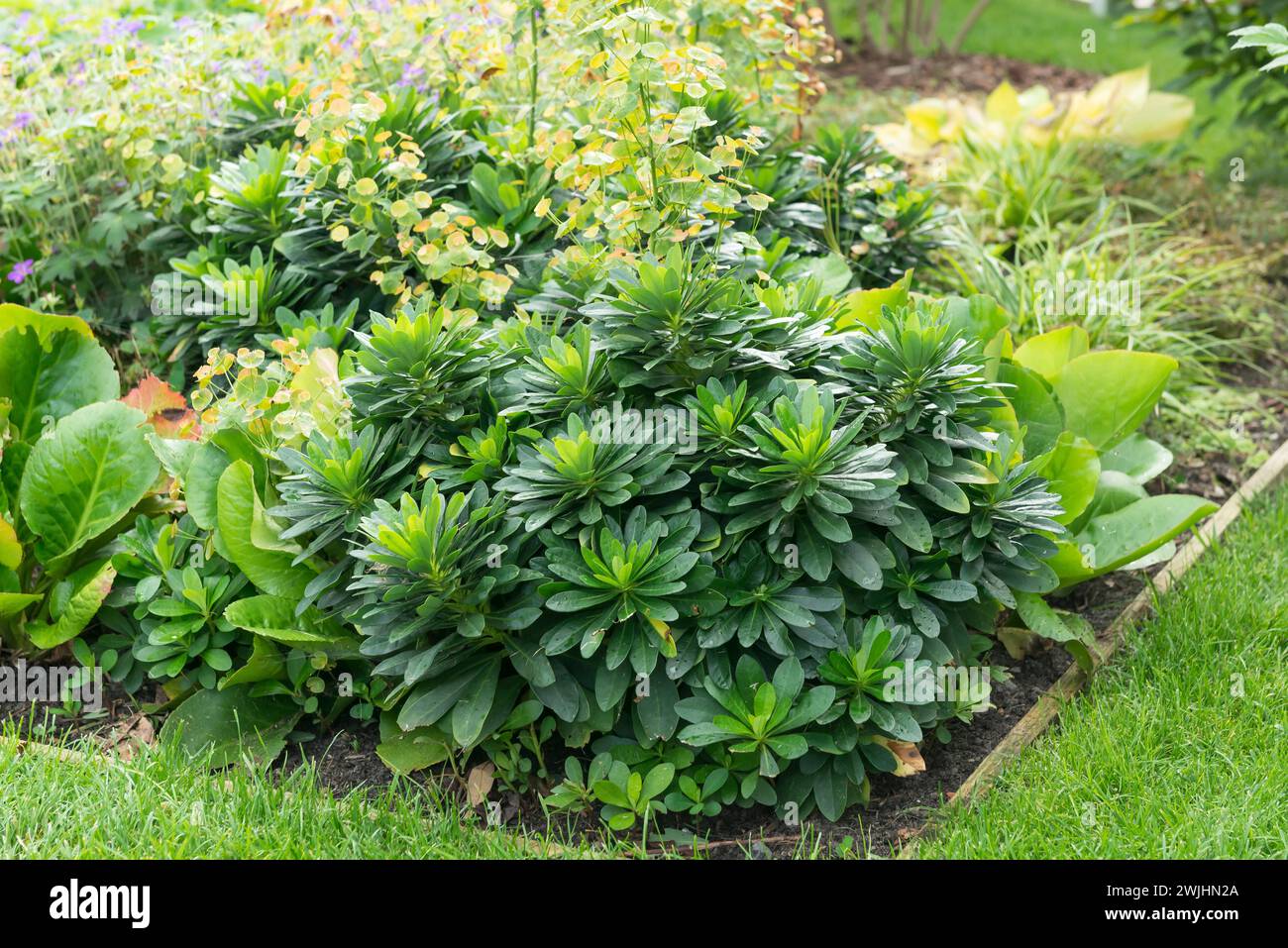 Balkanflut (Euphorbia amygdaloides var. Robben) Stockfoto