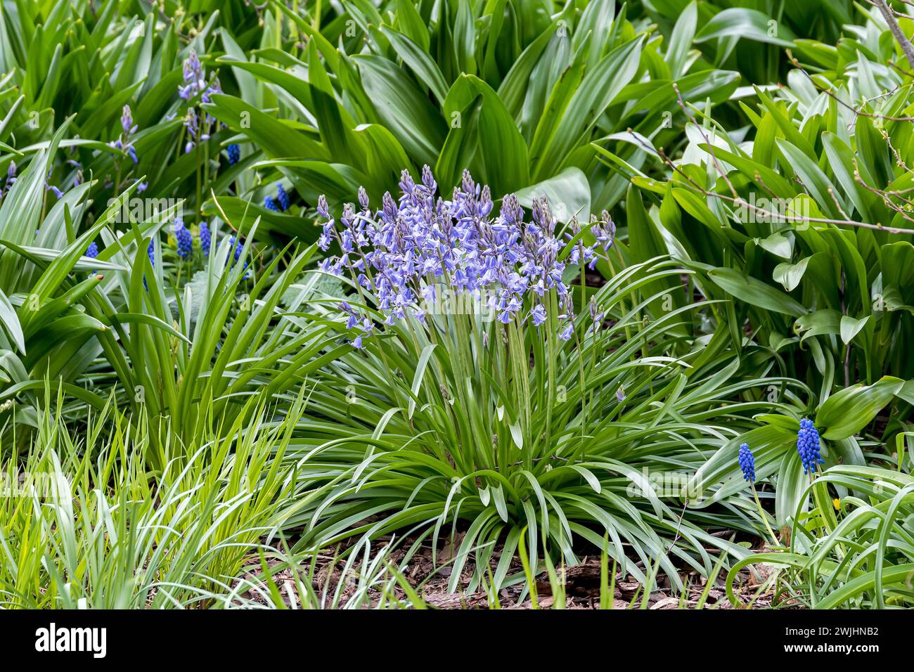 Spanisch Bluebell (Hyacinthoides hispanica) Stockfoto