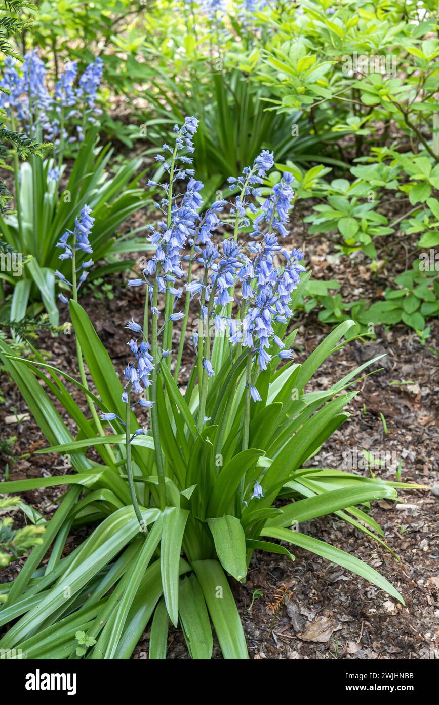 Spanische Blauglocke (Hyacinthoides hispanica 'Excelsior') Stockfoto