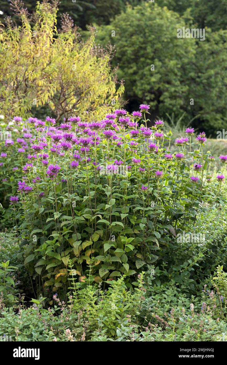Indische Brennnessel (Monarda „Blaustrumpf“) Stockfoto