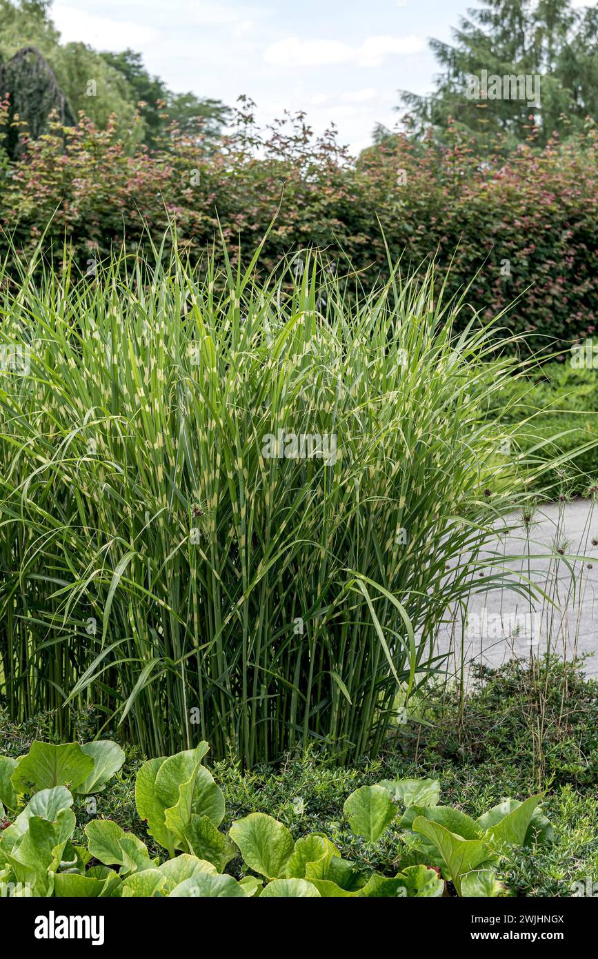 Stachelschweingras (Miscanthus sinensis 'Strictus') Stockfoto