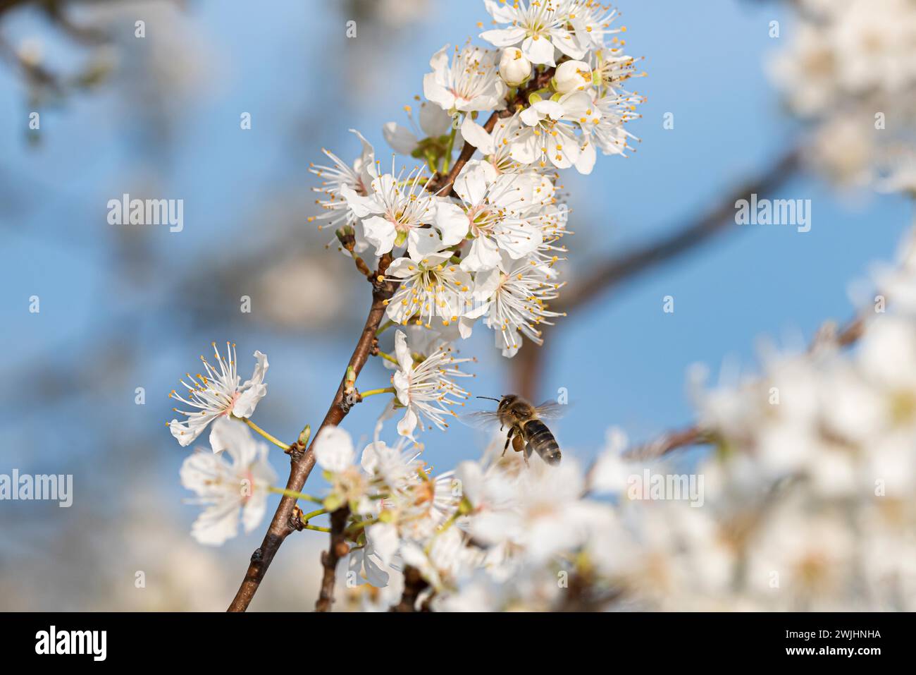 Myrobolan (Prunus cerasifera) Stockfoto