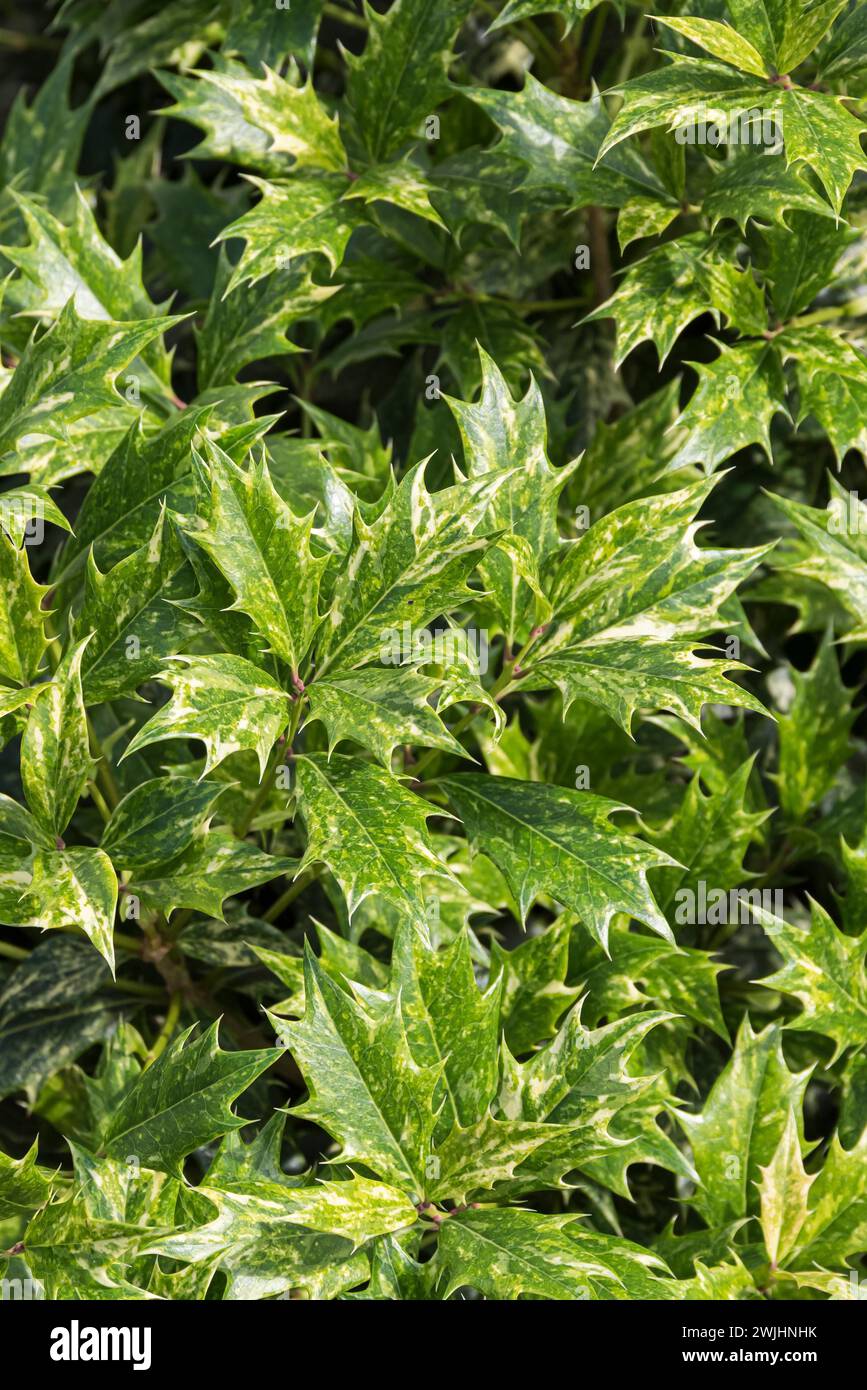 Duftende Blüte (Osmanthus heterophyllus 'Goshiki') Stockfoto