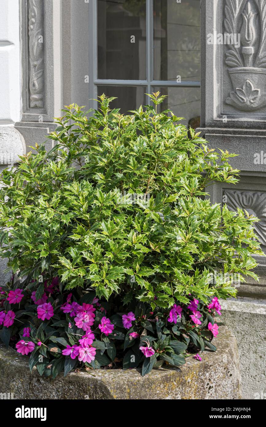 Duftende Blüte (Osmanthus heterophyllus 'Goshiki') Stockfoto