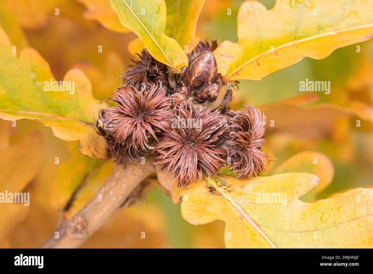 Japanische Kaisereiche (Quercus dentata „Carl Ferris Miller“) Stockfoto