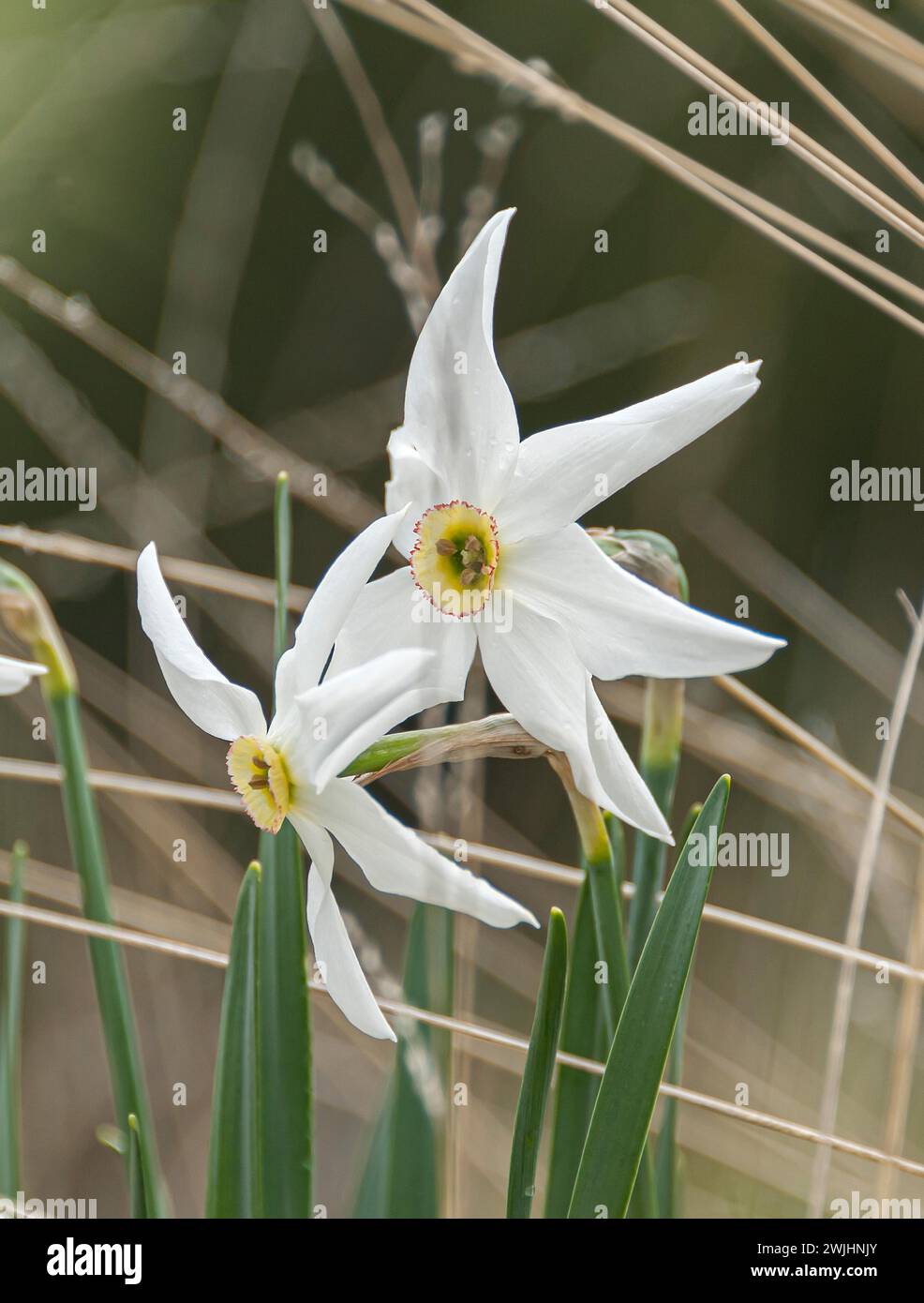 Narcissus poeticus var. Rekurvus) Stockfoto