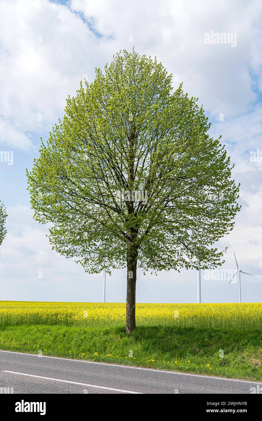 Winterkalk (Tilia cordata „Greenspire“) Stockfoto