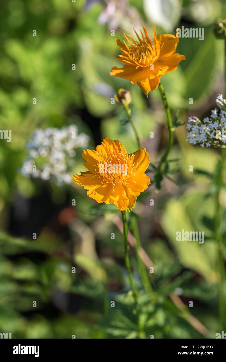 Chinesische Trollblume (Trollius chinensis „Goldene Königin“) Stockfoto