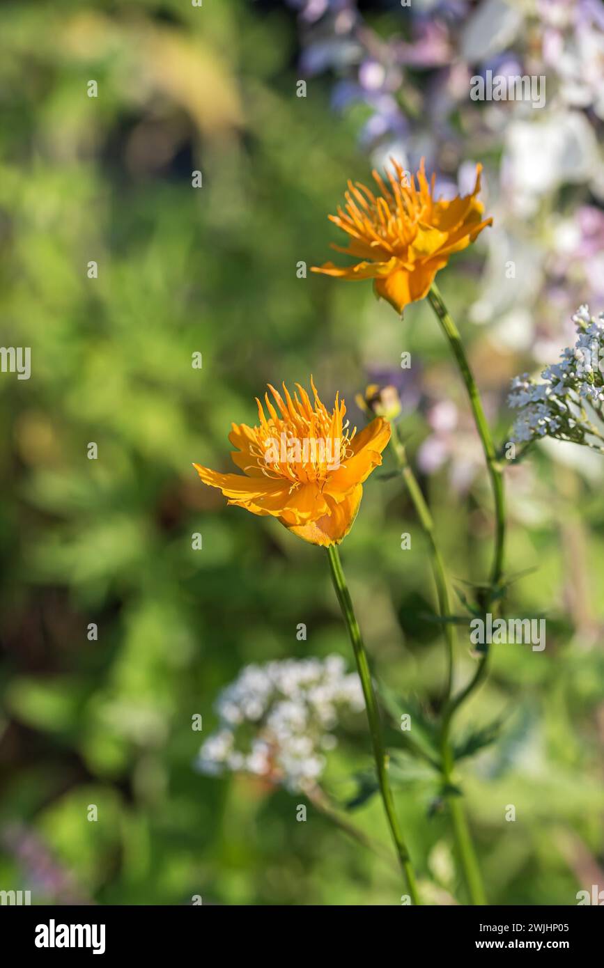 Chinesische Trollblume (Trollius chinensis „Goldene Königin“) Stockfoto