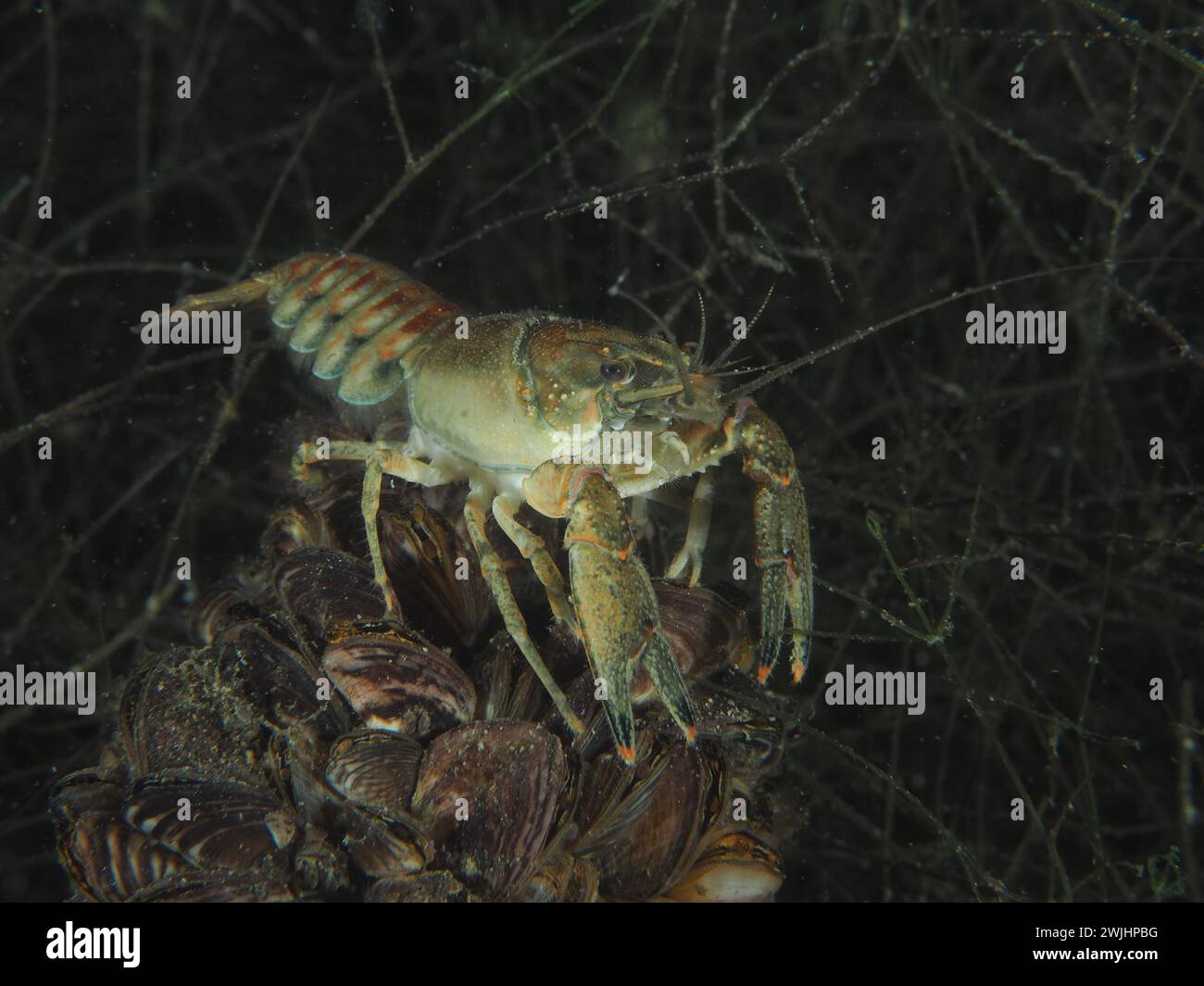 Flusskrebse (Faxonius limosus), amerikanische Flusskrebse, invasive Arten. Tauchplatz Wildsau, Berlingen, Bodensee, Schweiz Stockfoto