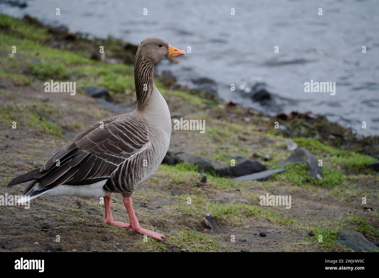 Greylag Goose im Heritage Park in East Kilbride Stockfoto