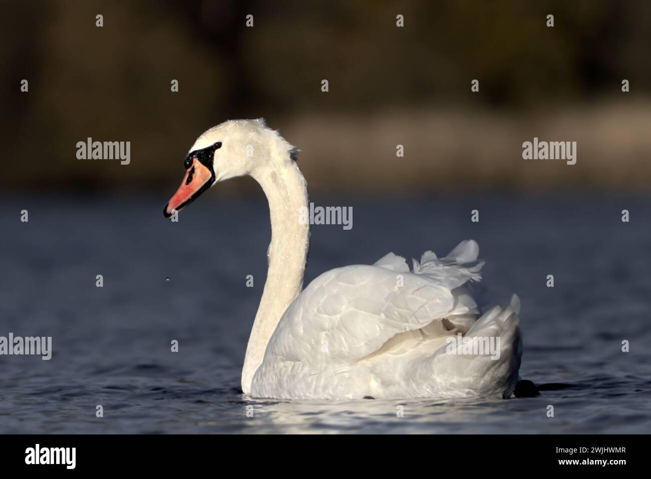 Majestätischer Schwan auf dem Wasser Stockfoto