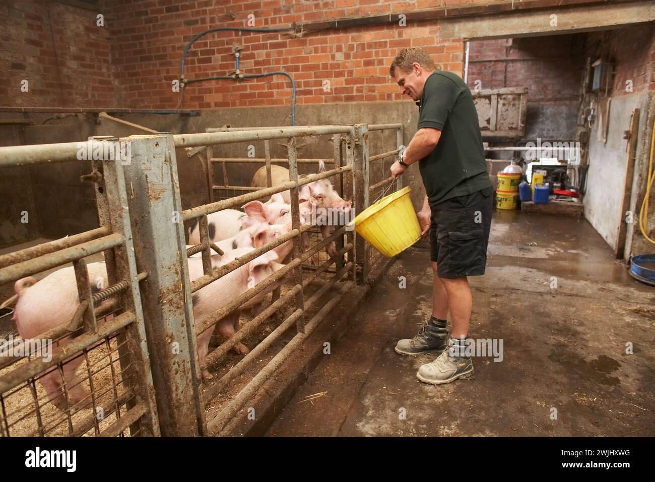 Landwirt, der Schweine im Vereinigten Königreich füttert Stockfoto