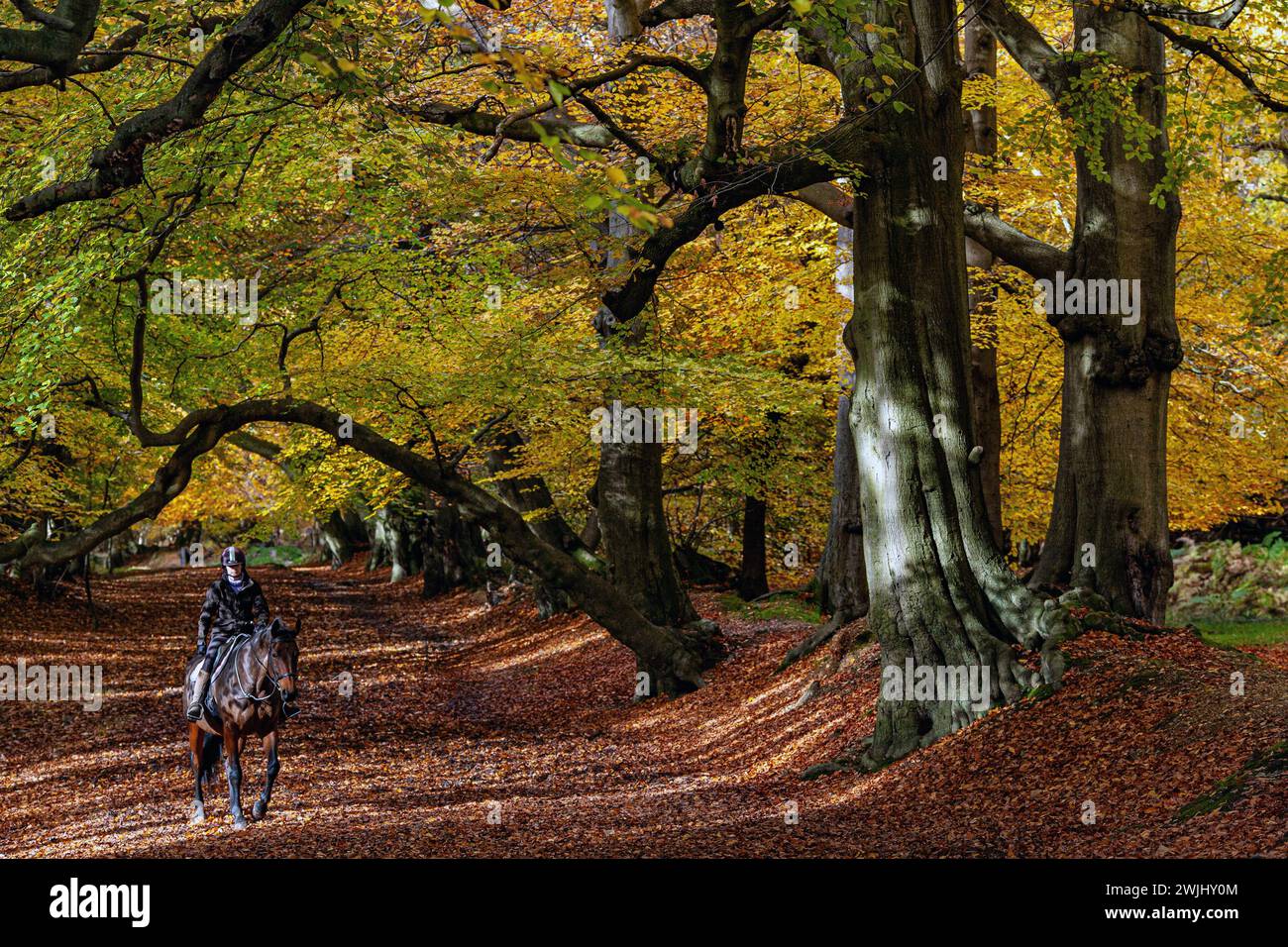 GROSSBRITANNIEN, Eine Frau, die im Wald auf dem Ashridge Estate, Hertfordshire, England reitet Stockfoto