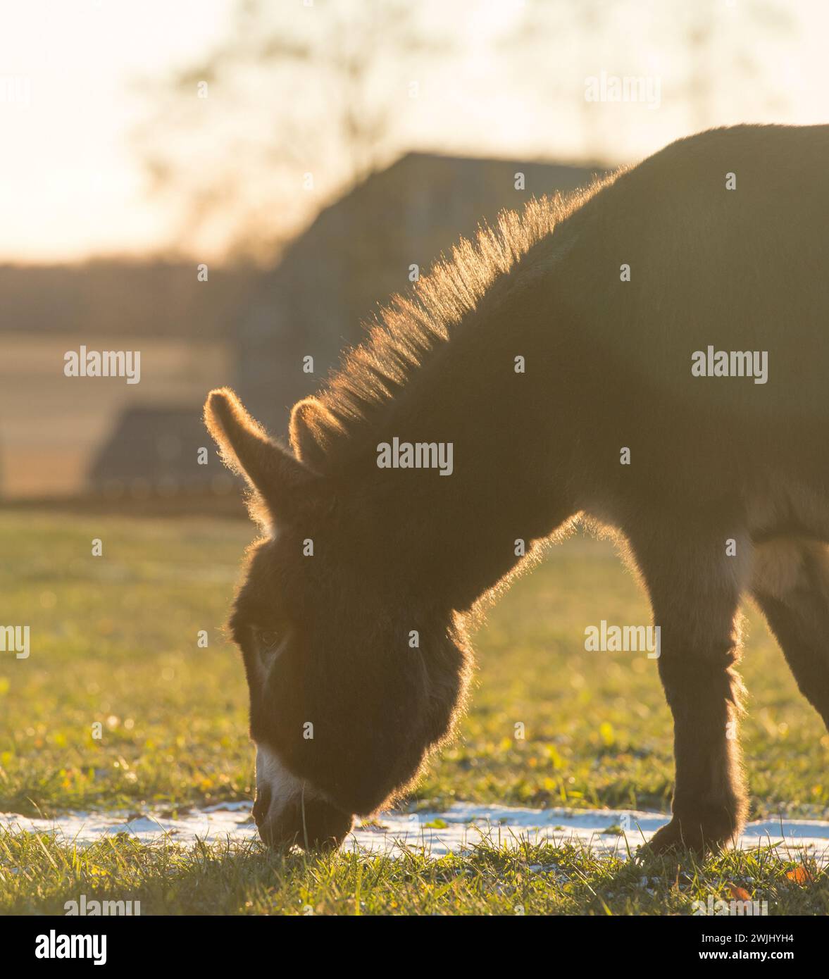 Miniatur-Esel im Paddock oder auf der Wiese mit geringer Schneemenge auf dem Boden vertikales Bild mit Platz für Hintergrundbeleuchtung, um das Licht im Rand herum zu erzeugen Stockfoto