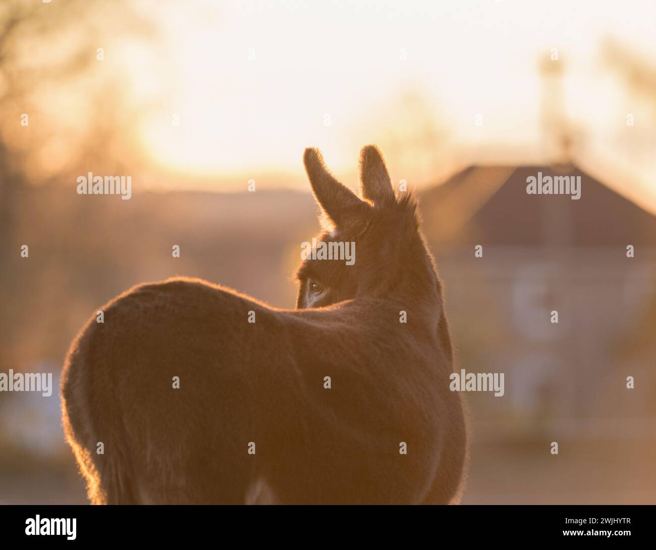 Miniatur-Eselskörper mit Hinterleuchtung mit Felgenbeleuchtung um lange Ohren und verschwommenem Fell horizontales Tierbild mit Platz für Sonnenaufgang Stockfoto
