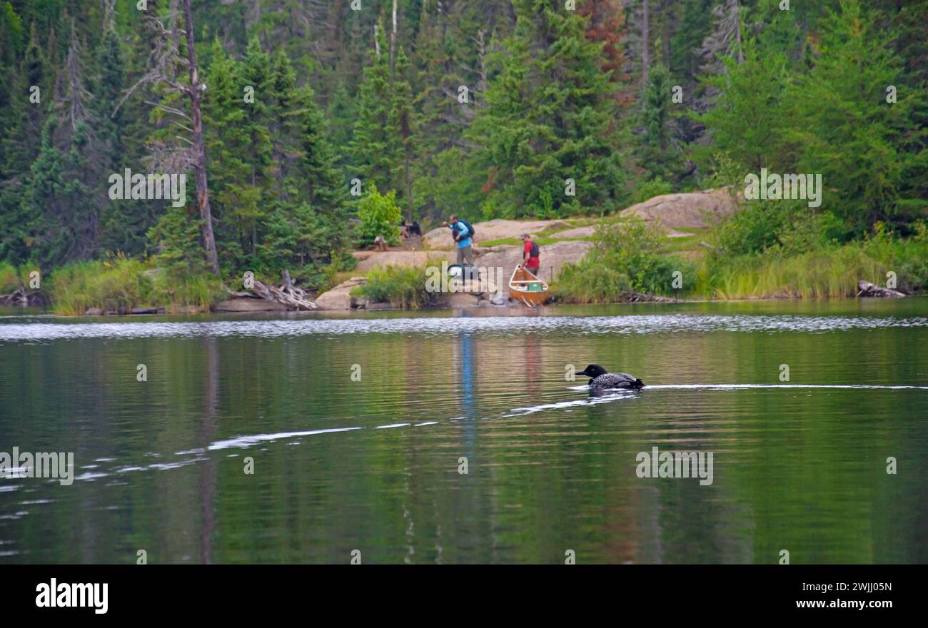 Schwimmen in einem See in Grenzgewässern Kanu Wildnis Area, Minnesota, USA Stockfoto
