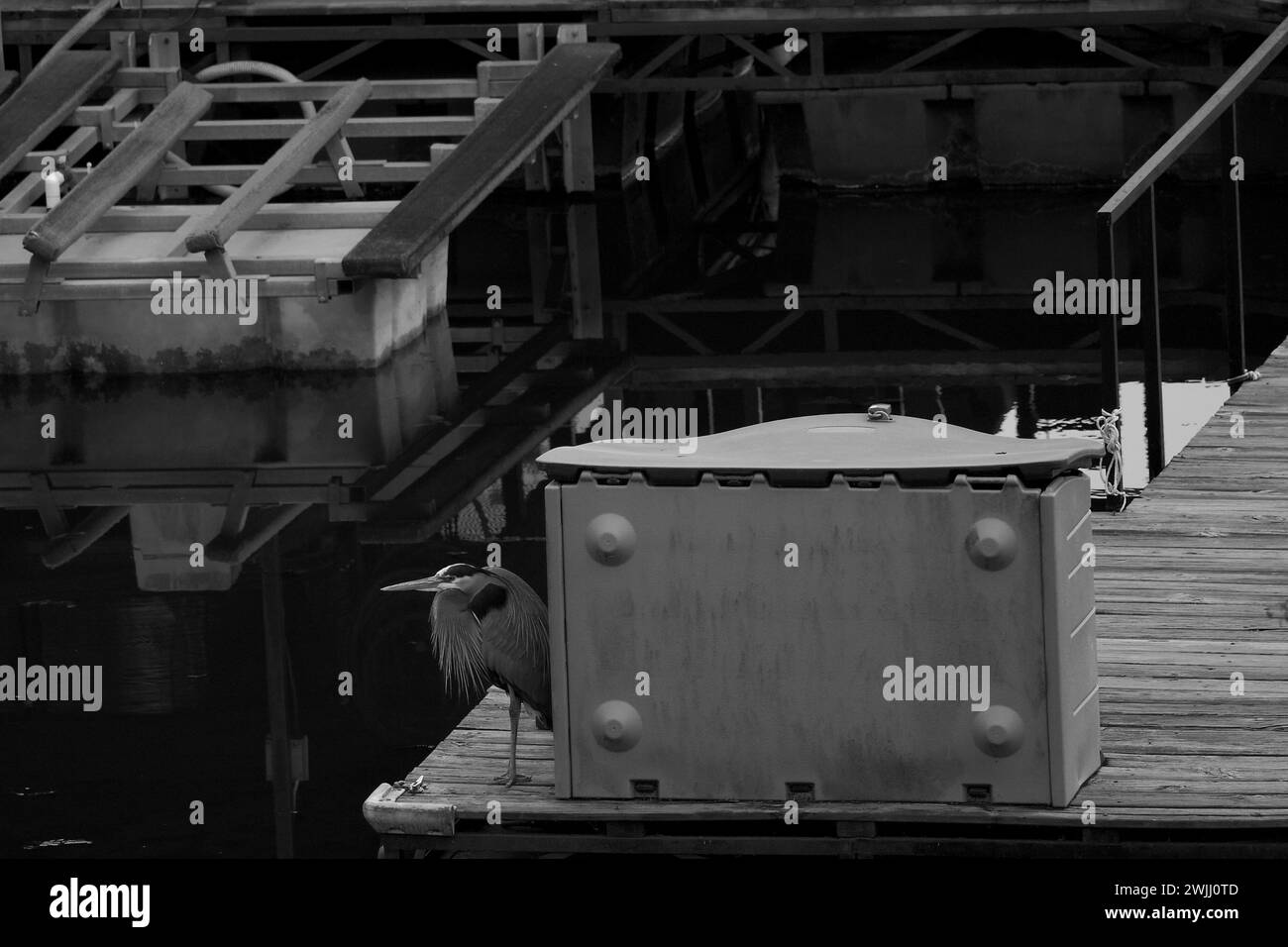 Großer Blaureiher, der auf einem Dock neben einem Bootskasten sitzt und im Hintergrund einen Jet-Skilift in Schwarz-weiß hat. Stockfoto