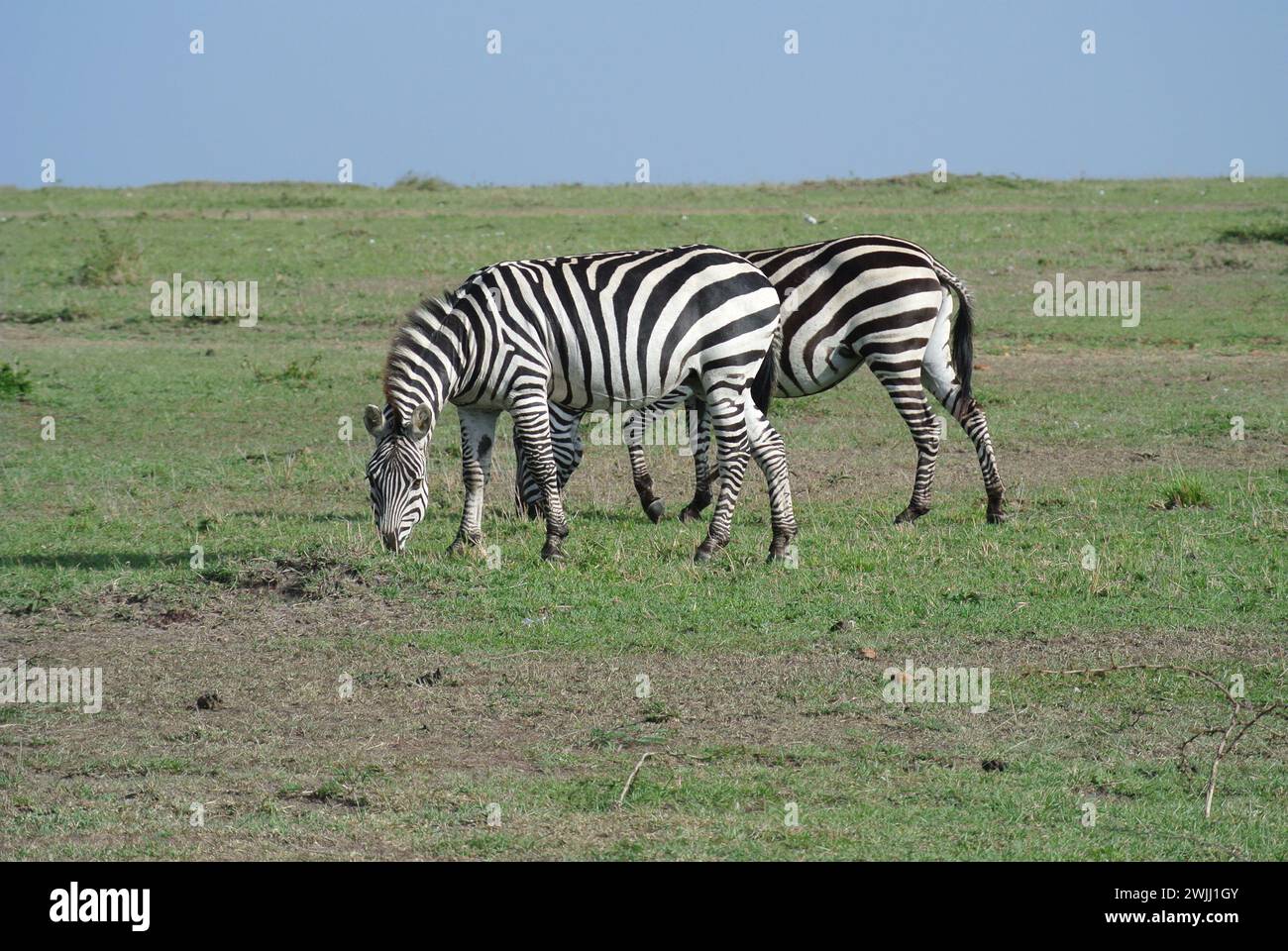 Zwei Zebras nebeneinander mit einem vor dem anderen auf grünem Gras, das mit blauem Himmel im Hintergrund weidet. Stockfoto