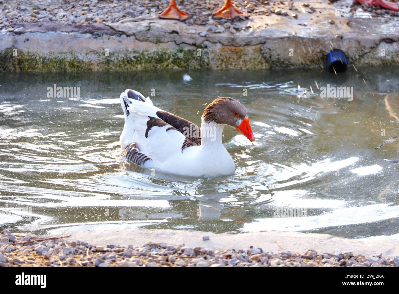 Gänsehähnchen und Enten Trinkwasser auf der Farm an einem sonnigen Tag im Freien Stockfoto