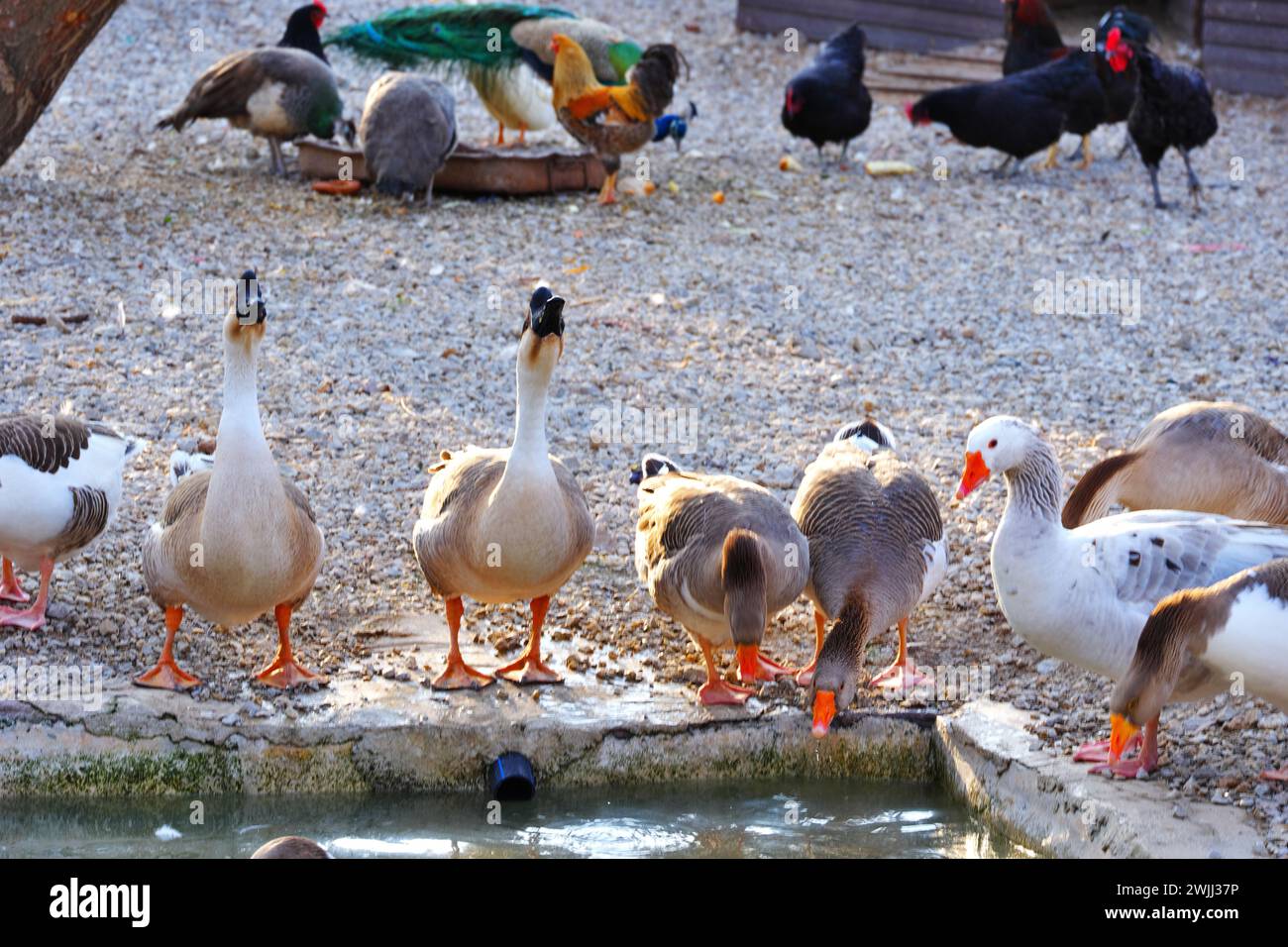 Gänsehähnchen und Enten Trinkwasser auf der Farm an einem sonnigen Tag im Freien Stockfoto