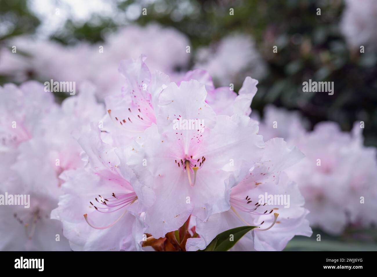 Schöne, sehr blassrosa Rhododendronblüten im Frühling, Nahaufnahme Stockfoto