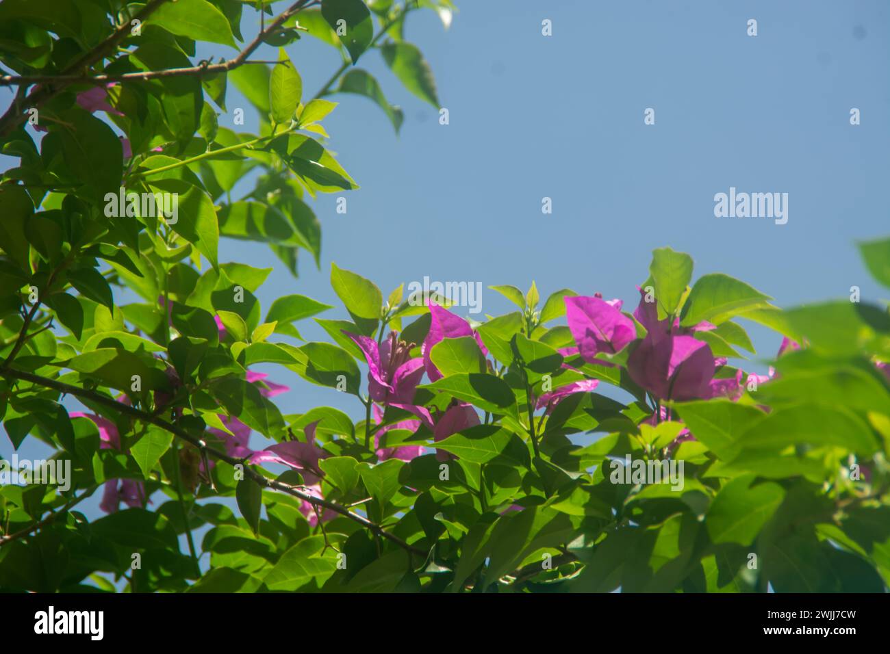 Flache Anlage kleiner Pflanzen um das Haus herum Stockfoto