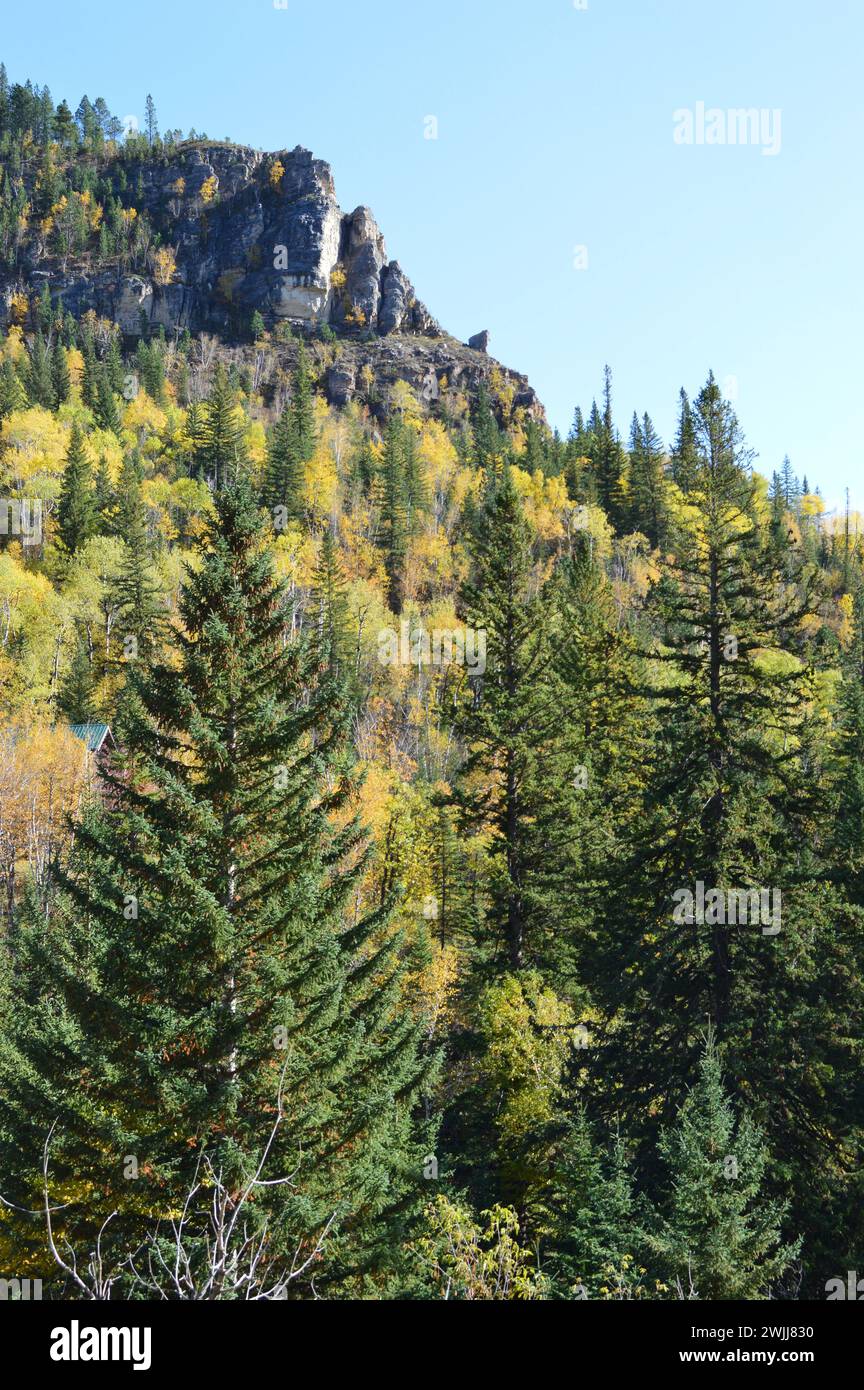 Wunderschöne Bäume in den Black Hills von South Dakota Stockfoto