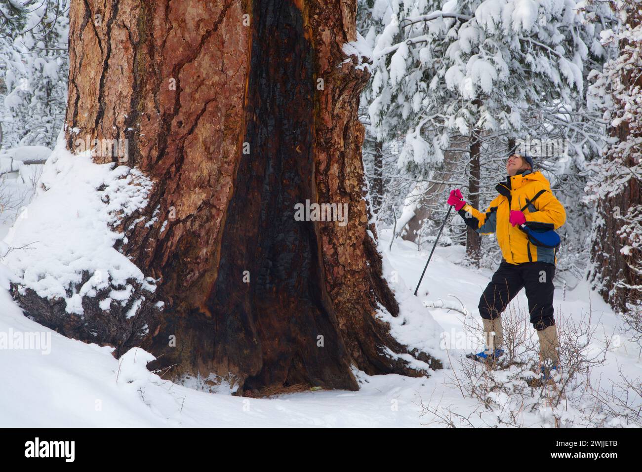 Gelb-Kiefer (Pinus Ponderosa), La Pine State Park, Oregon Stockfoto