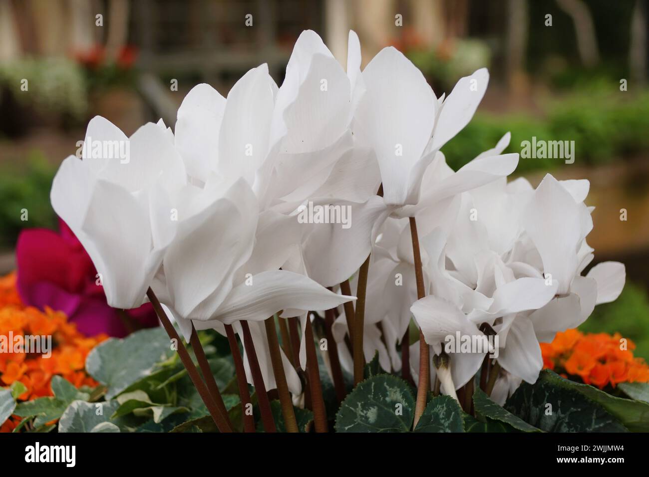 Schöne helle weiße Farbe der Blumen des Florist's Cyclamen Stockfoto