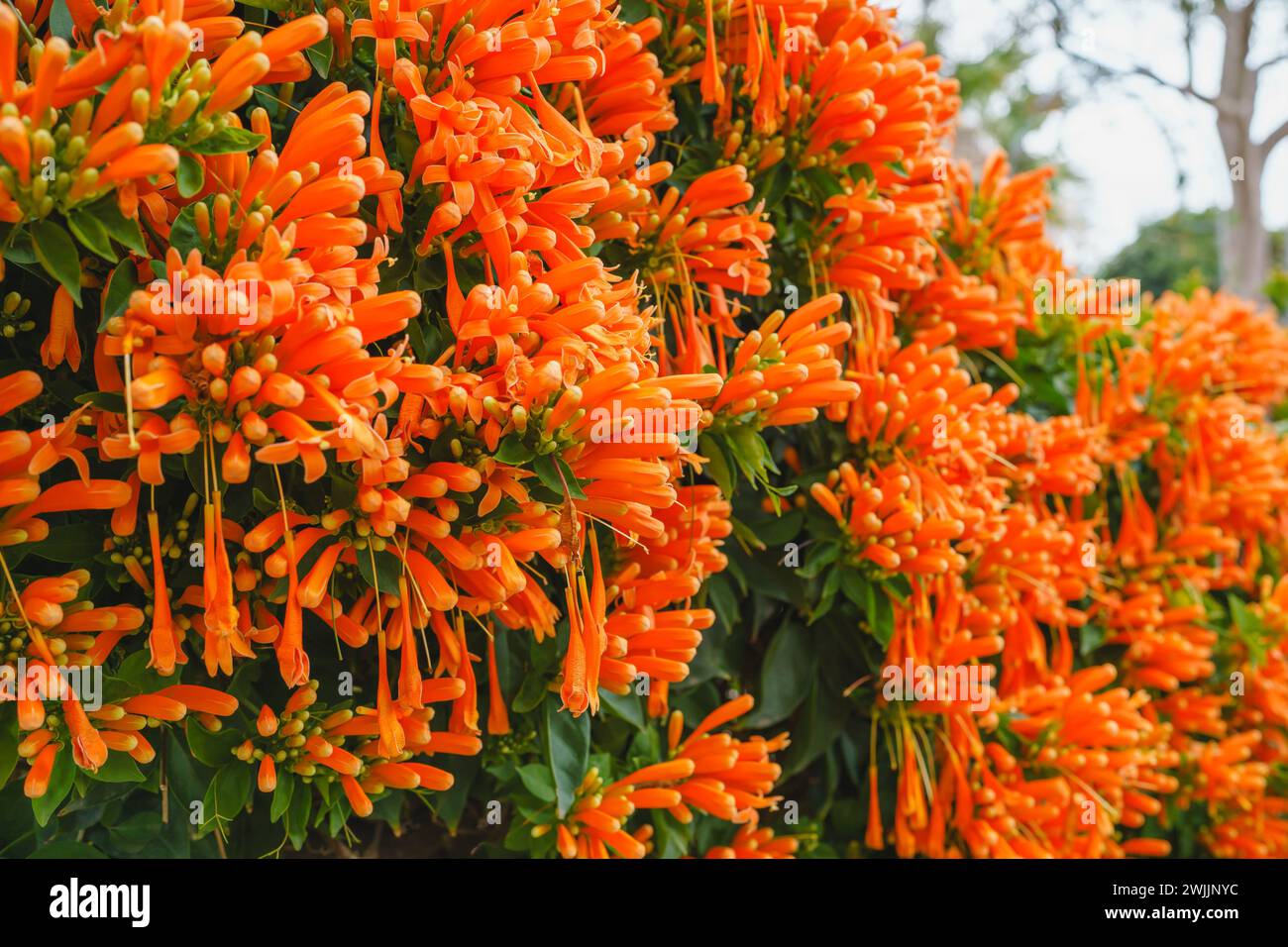 Flammenrebe (Pyrostegia venusta) bezaubert durch dichte Blütenbündel in leuchtenden Orange Stockfoto