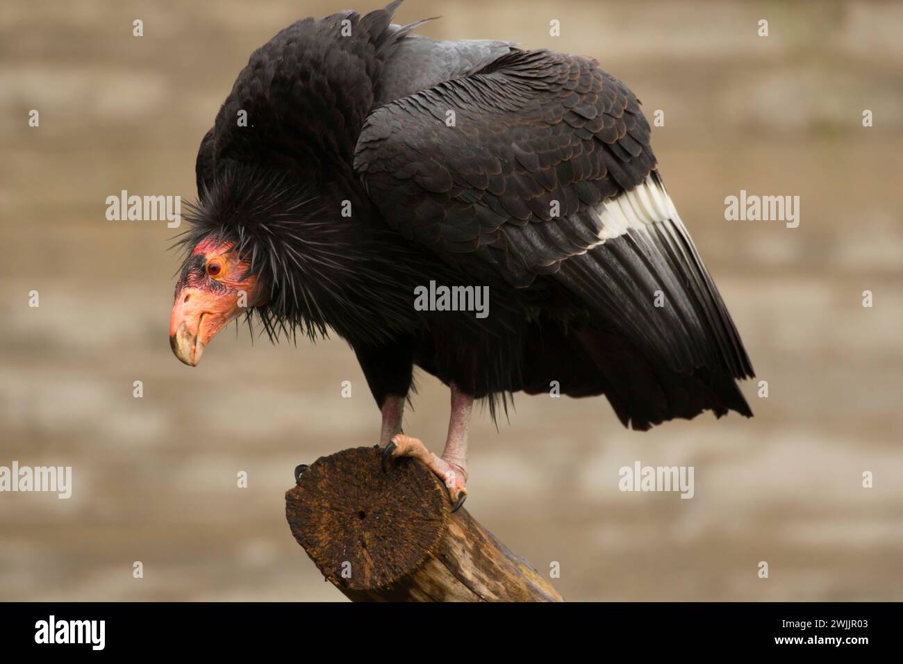 Portland, Oregon, Washington Park, Oregon Zoo, Kalifornien-Kondor (Gymnogyps Californianus) Stockfoto