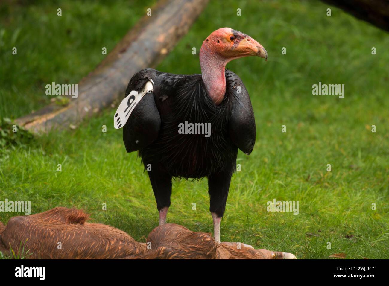Portland, Oregon, Washington Park, Oregon Zoo, Kalifornien-Kondor (Gymnogyps Californianus) Stockfoto